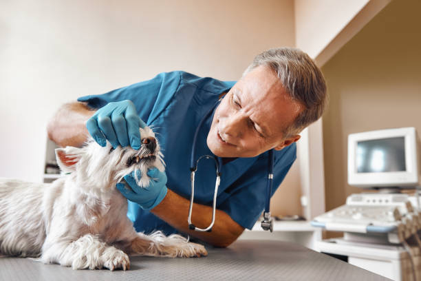 Best Emergency X-Rays and Diagnostics in South Valley Stream, NY